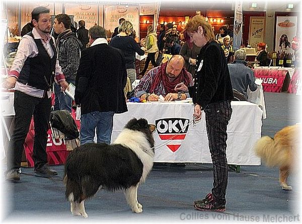 Deckrüde Collie Langhaar