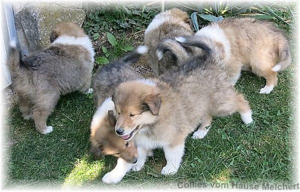 Collie Welpen
