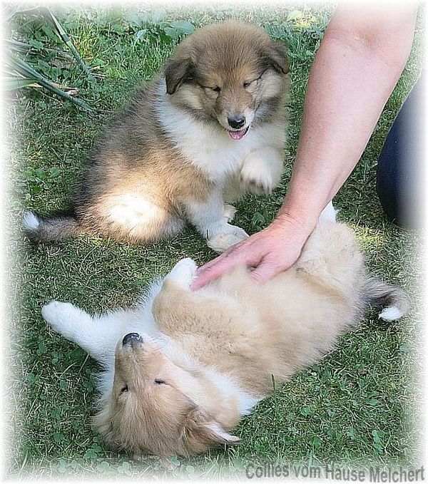 Colliewelpen
