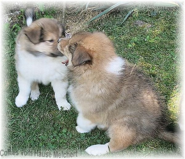 Colliewelpen