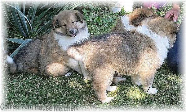 Collies