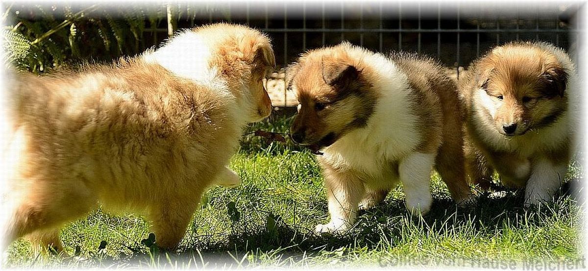 Collie Zucht Welpen