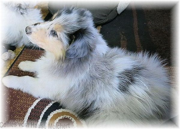 Hunde Welpe Langhaar Collie