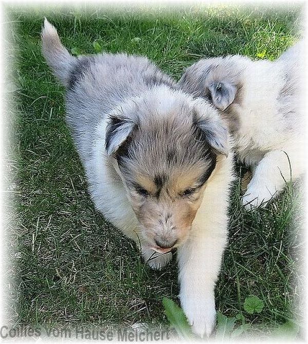 Collies vom Hause Melchert