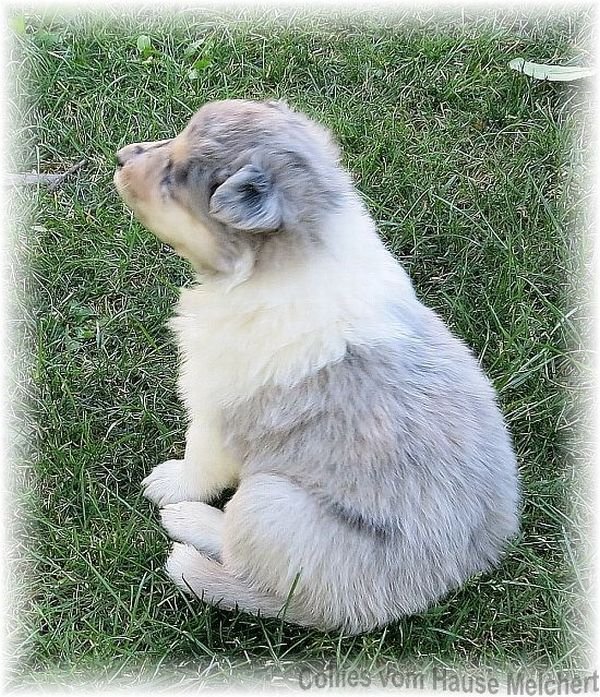 Collie Welpe blue merle