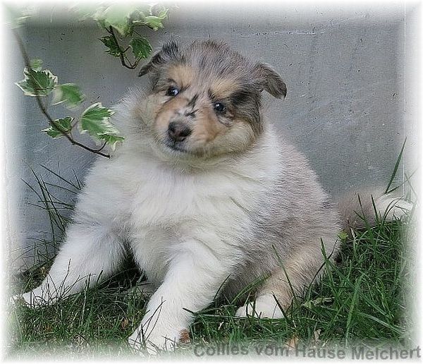 Melchert Collie