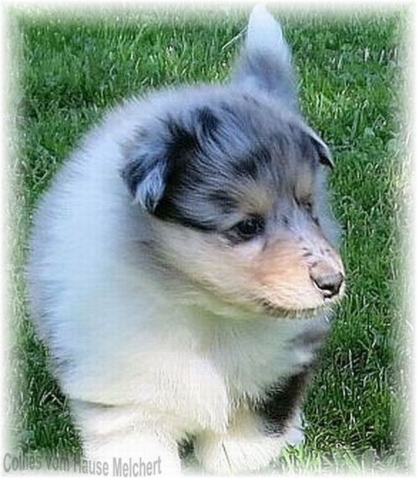 collie welpe