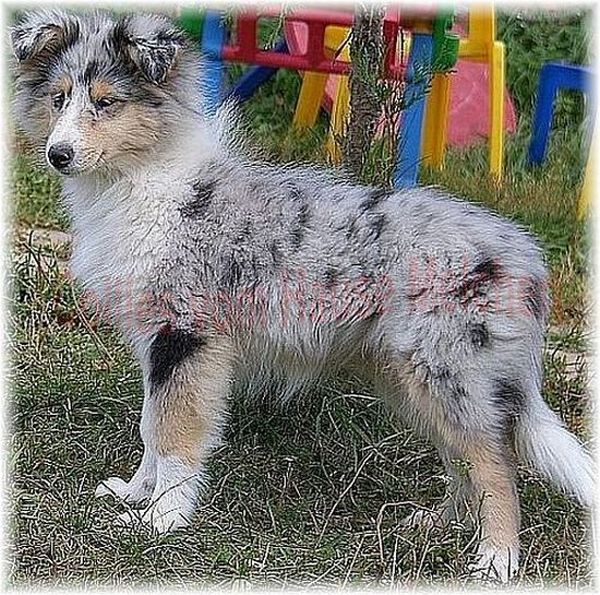 Collies aus Württemberg