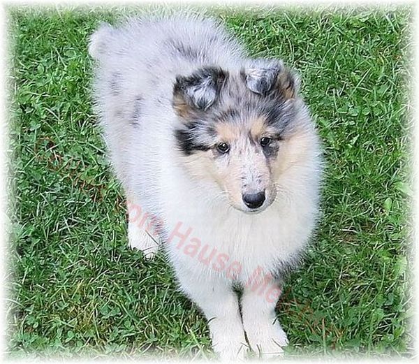 Blue Merle Collie Welpe