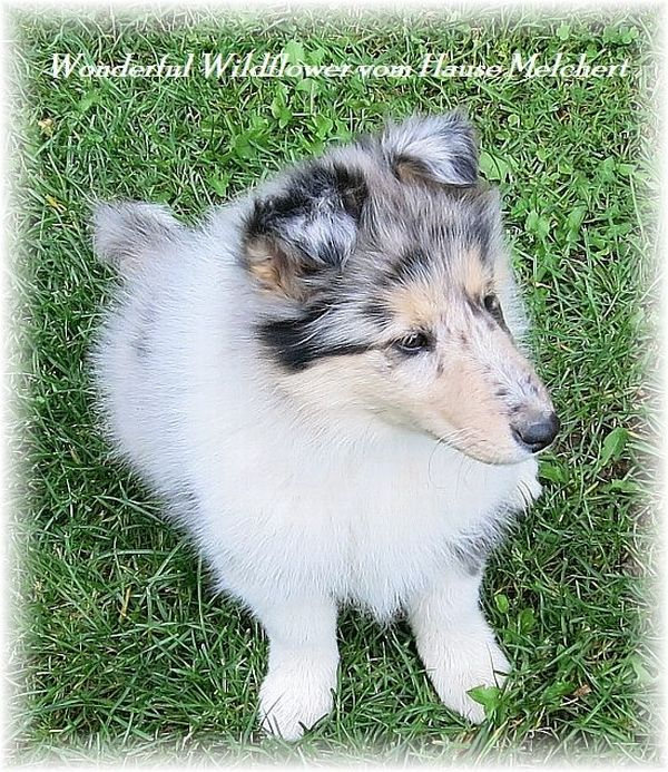 Melchert Collie Hündin