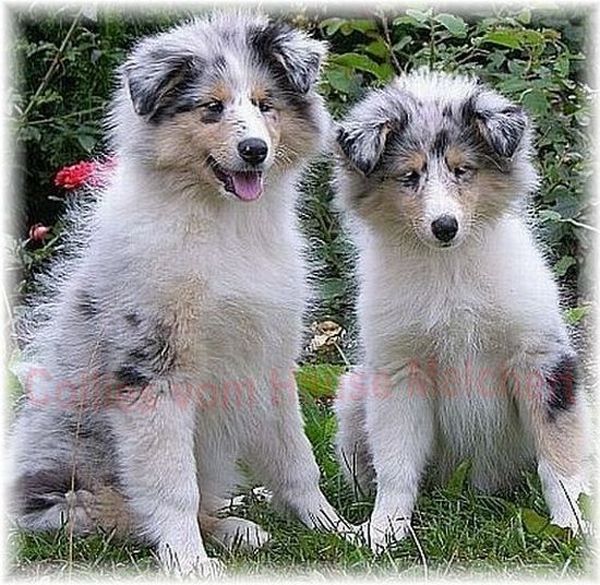 Collie Welpe Hause Melchert