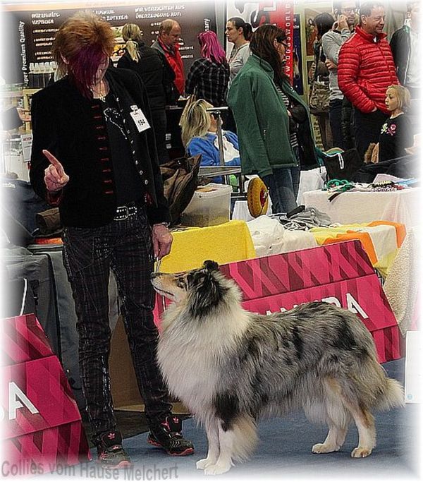 Collie Hündin blue merle