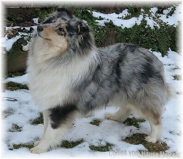 blue merle collie