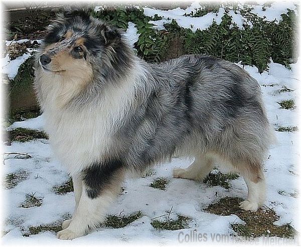Colliehuendin vom Hause Melchert in Blue Merle