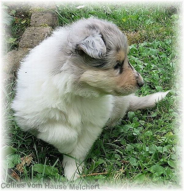 Colliewelpe in blue merle