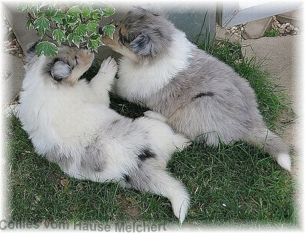 Blue Merle Collies