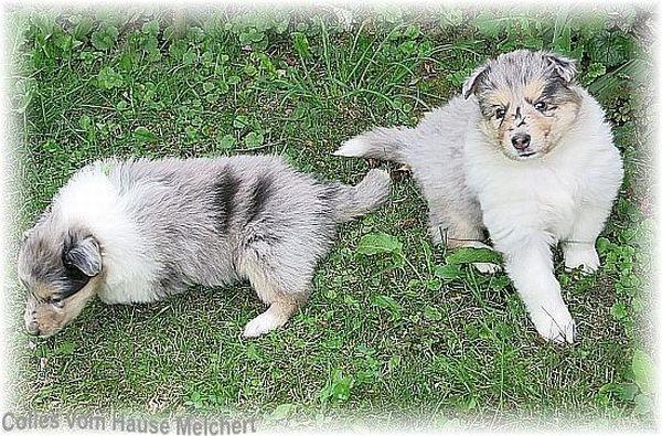 Collies vom Hause Melchert