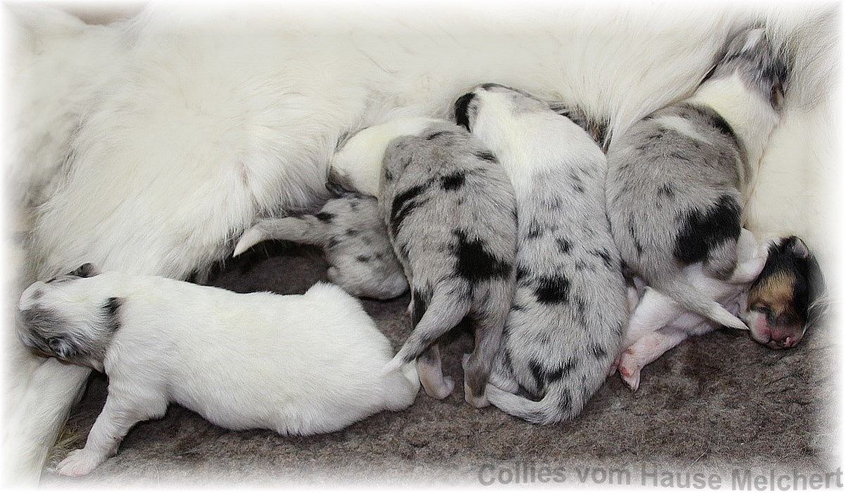 Collie Welpen in blue merle
