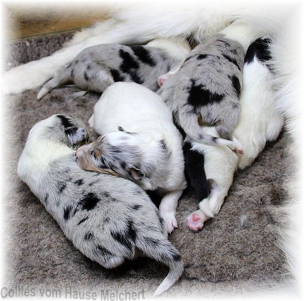 neugeborene Collies in blue merle
