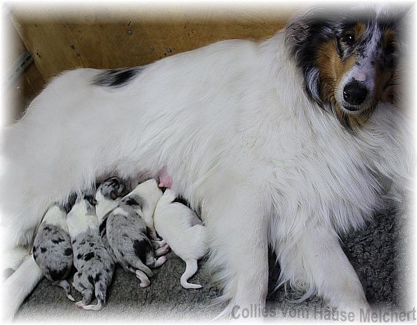 meine aktuellen Colliewelpen
