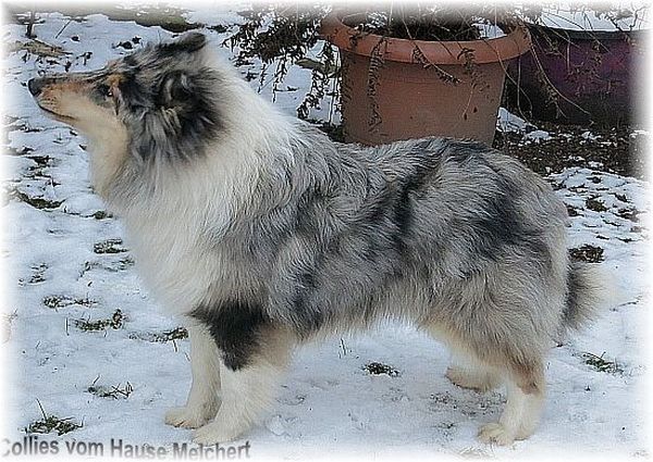 blue merle