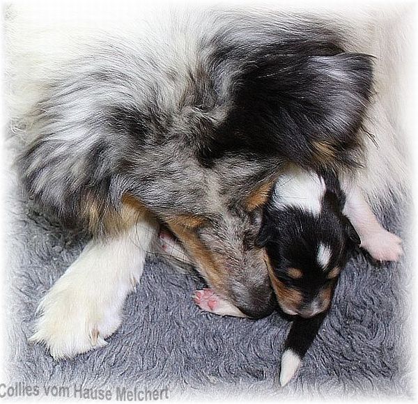 Colliewelpen vom Hause Melchert