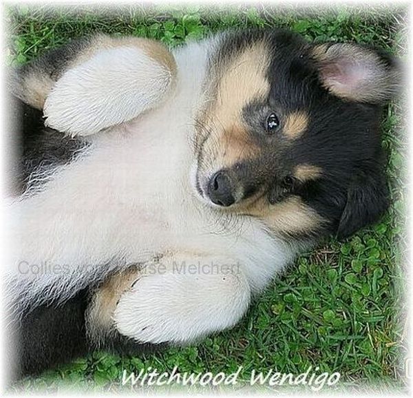 Britischer Collie vom Züchter