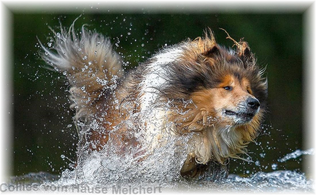 Collie Rüde vom Hause Melchert