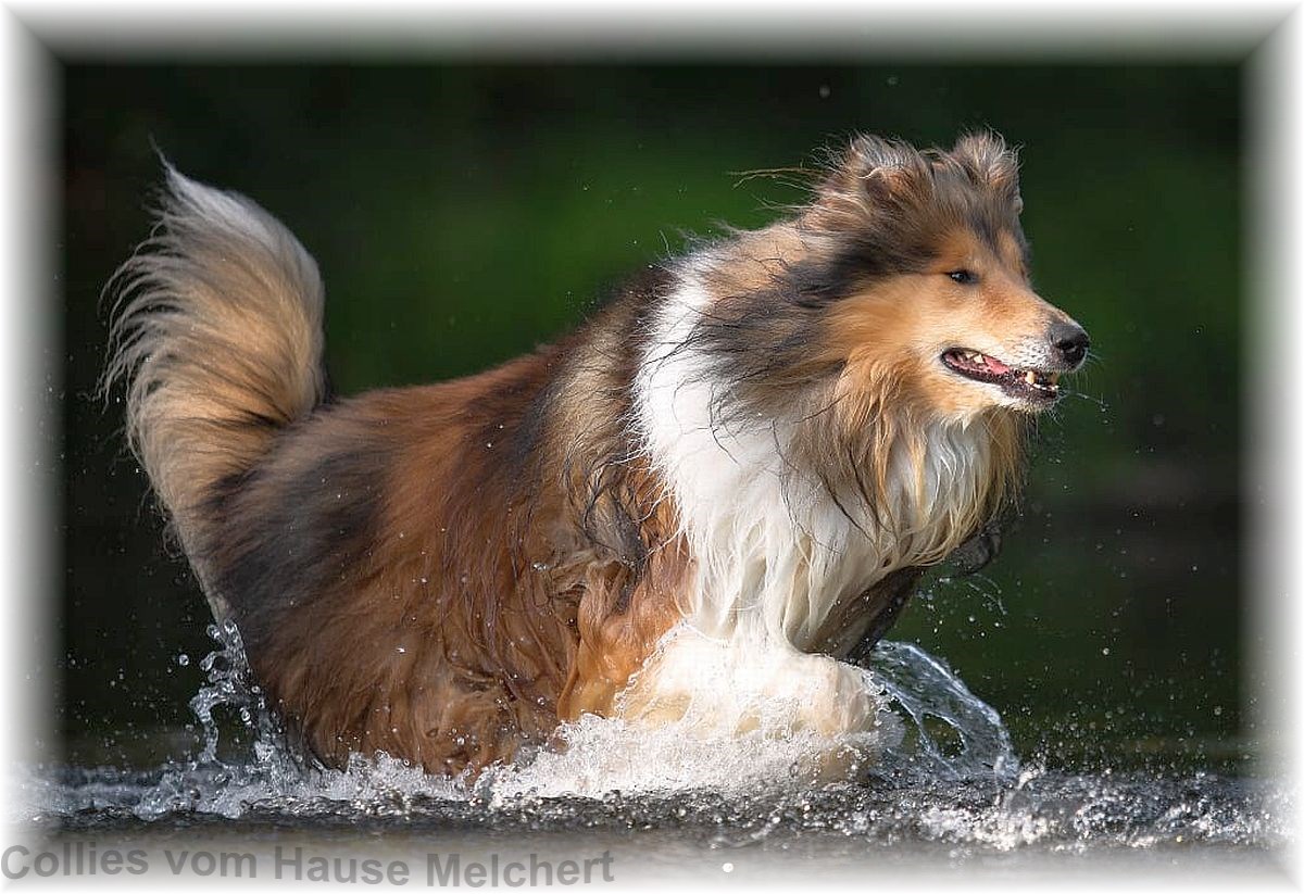 Collie Rüde zobelweiß