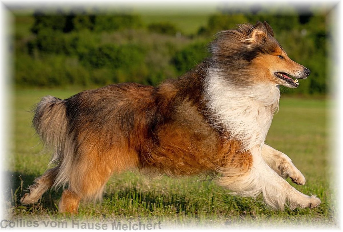 Hunderasse Collie