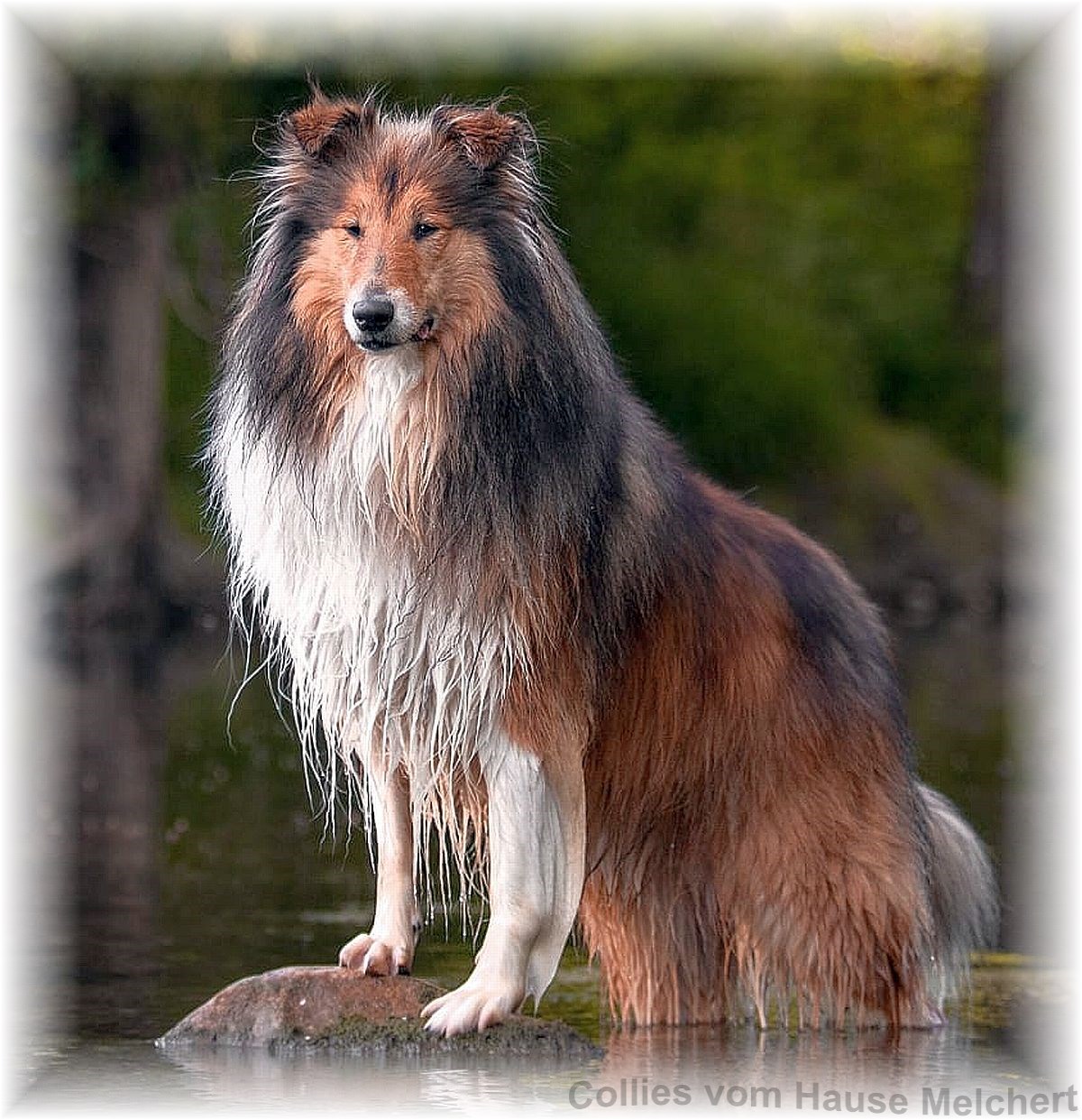 Collies vom Hause Melchert