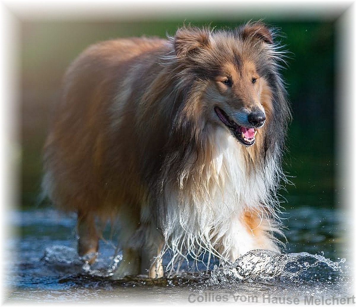 Collie Rüde