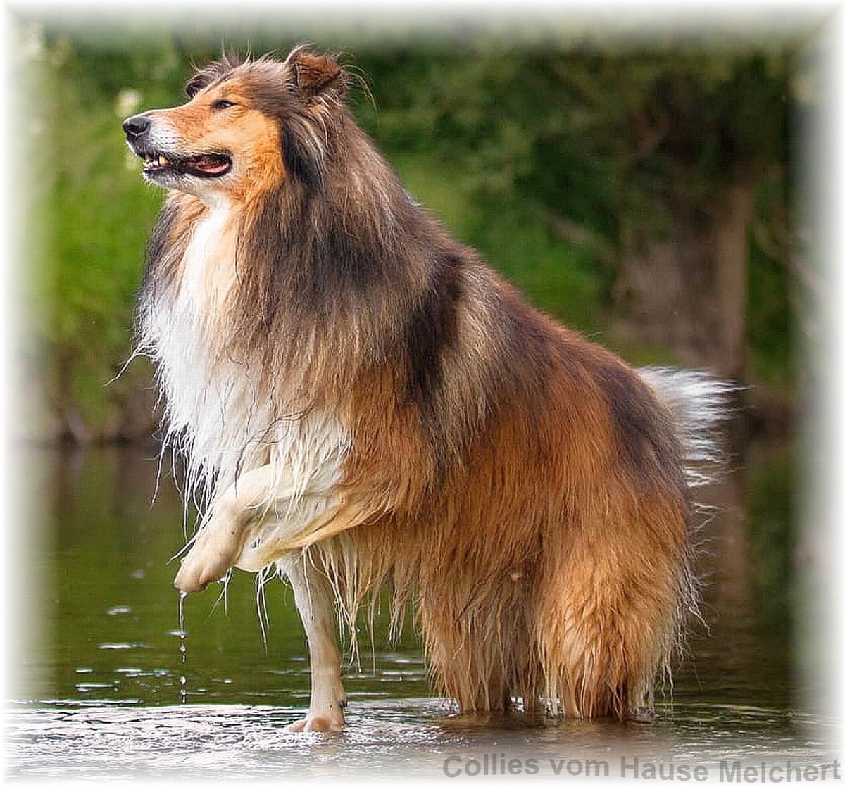 Collie Hund