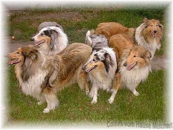 Collies