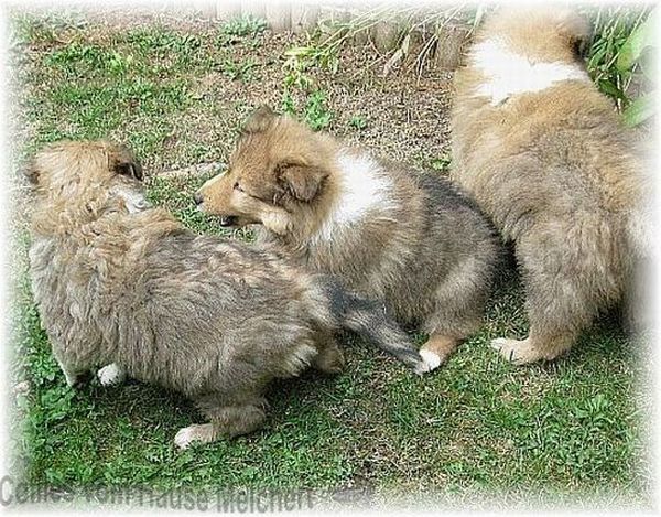 Colliewelpen zobelweiß