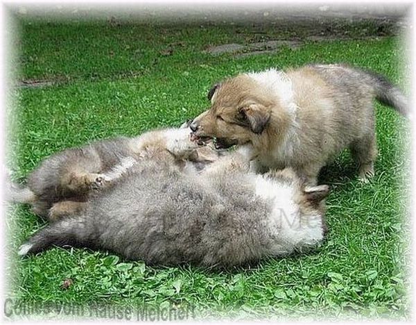 Collie Welpe aus Deutschland 