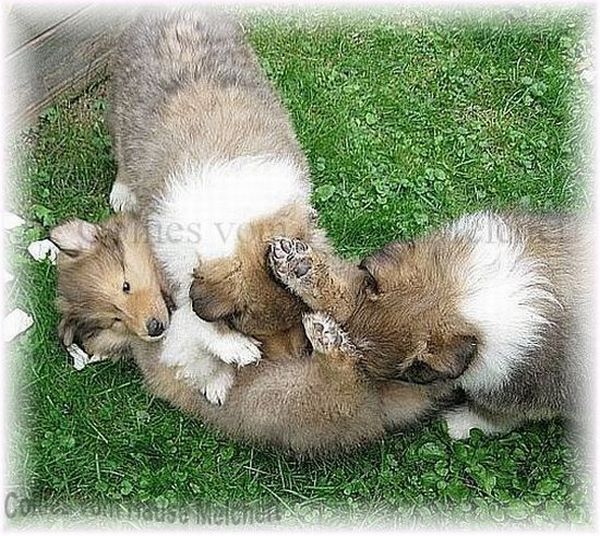 zobelweiße Langhaar Collies aus Deutschland