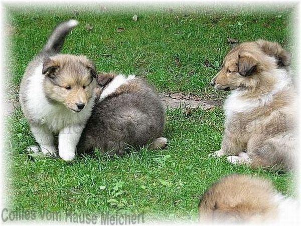 Collie Welpen