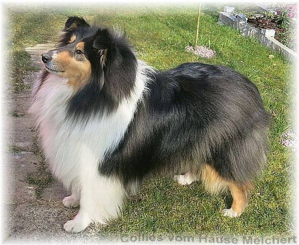 Collie Langhaar Züchter