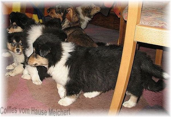 rough Collies