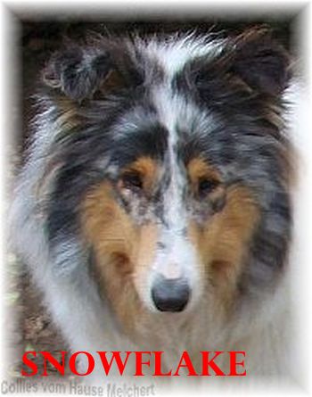 Collie Hündin vom Hause Melchert