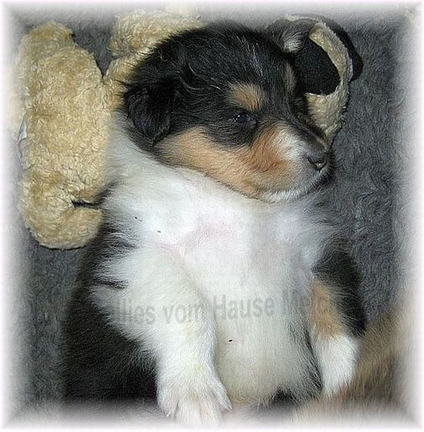 Tricolour Collie Welpen