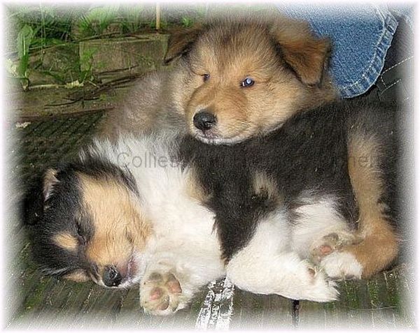 Colliewelpen