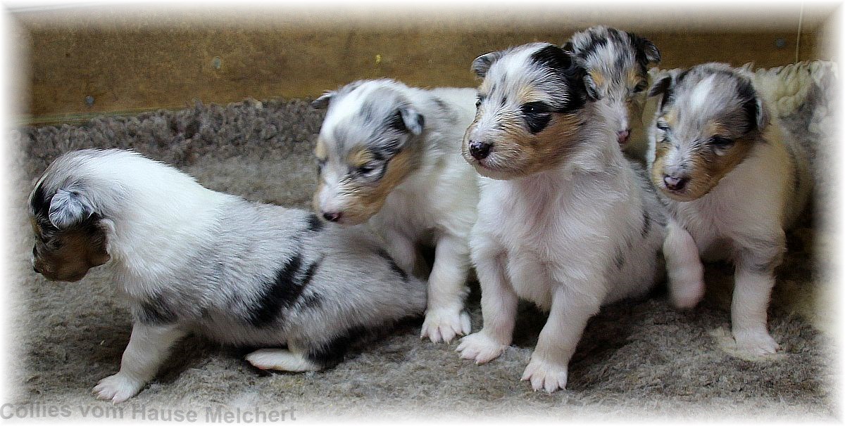 Collie Welpen in blue merle vom Züchter aus dem Hause Melchert
