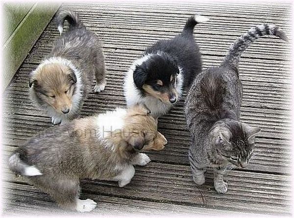 zu verkaufen collie welpen vom hause melchert