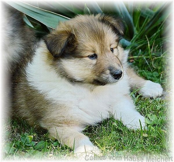 Collie Welpe
