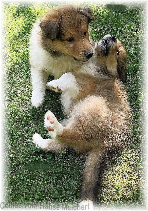 Colliewelpen Verkauf