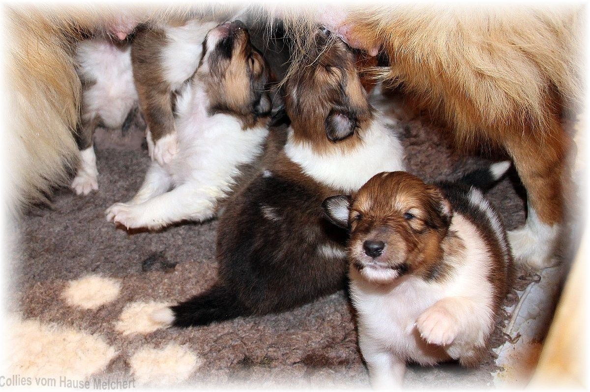 Collie Welpen