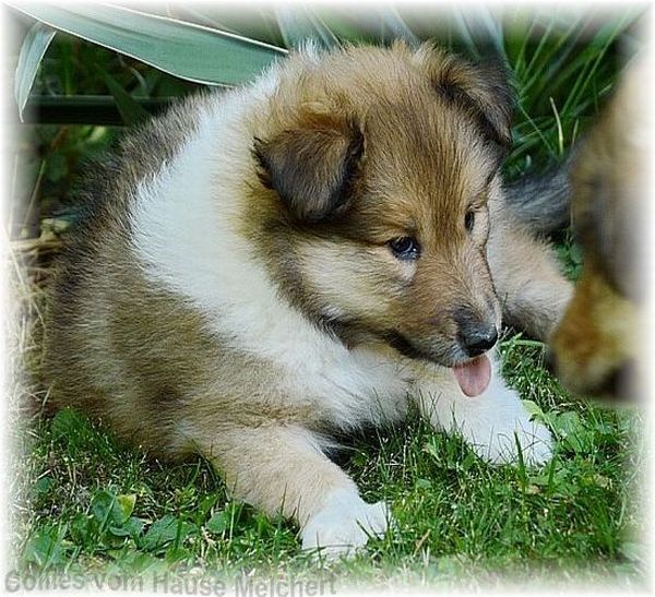 Collie Welpen kaufen vom Züchter in Baden Württemberg