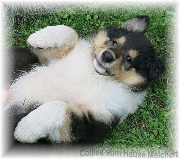 Collie Welpe tricolour